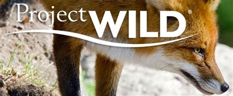 wild proyect|project wild activities.